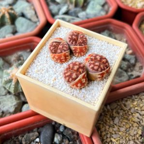 Lithops karasmontana v. lateritia