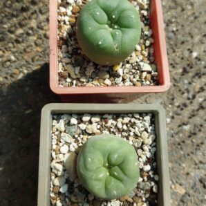 Lophophora diffusa