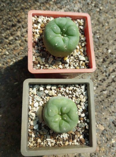 Lophophora diffusa