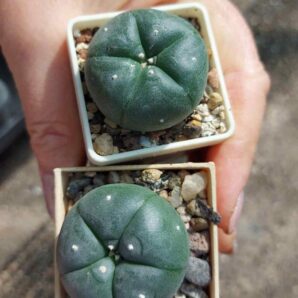Lophophora williamsii