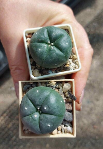 Lophophora williamsii