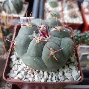 THELOCACTUS loydii SB 113