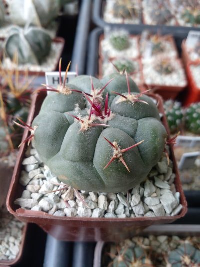 THELOCACTUS loydii SB 113
