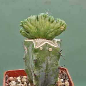 mam-bocasana-fred-cristata-japan-1