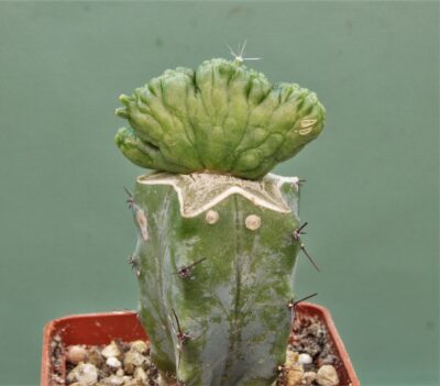 mam-bocasana-fred-cristata-japan-1
