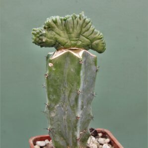 mammillaria-bocasana-fred-cristata-japan-2