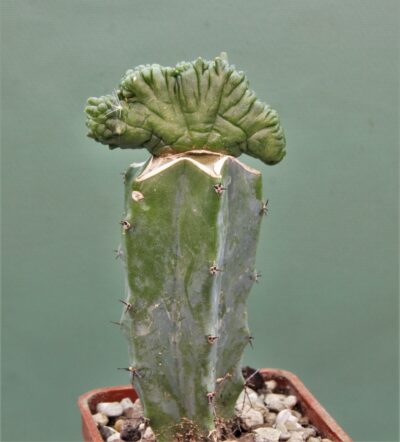 mammillaria-bocasana-fred-cristata-japan-2