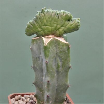 mammillaria-bocasana-fred-cristata-japan-2 - Зображення 2