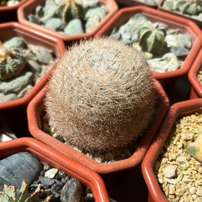Mammillaria candida