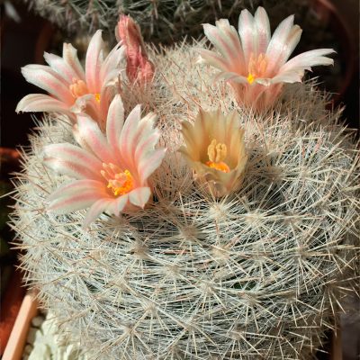 Mammillaria candida - Зображення 3