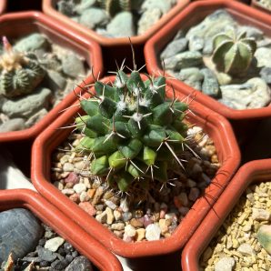 Mammillaria sp.