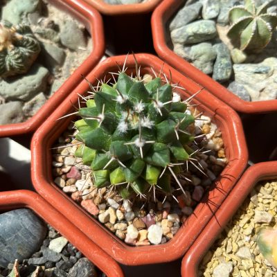 Mammillaria sp. - Зображення 2