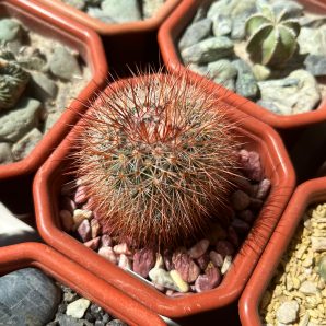 Mammillariaspinosissima cv. 'Super Red'