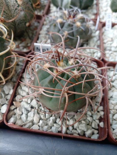 GYMNOCALYCIUM mazanense v.polycephalum BCS 45 - Зображення 3
