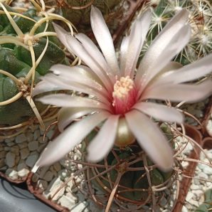 GYMNOCALYCIUM mazanense v.polycephalum BCS 45