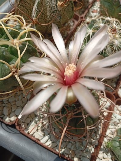 GYMNOCALYCIUM mazanense v.polycephalum BCS 45