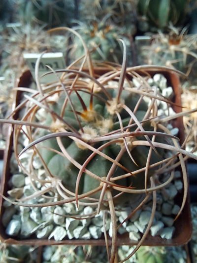 GYMNOCALYCIUM mazanense v.polycephalum BCS 45 - Зображення 2