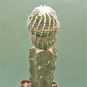 notocactus-scopa-monstrosa
