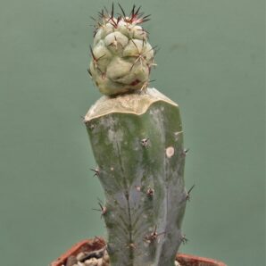 ortegocactus-macdougallii-5