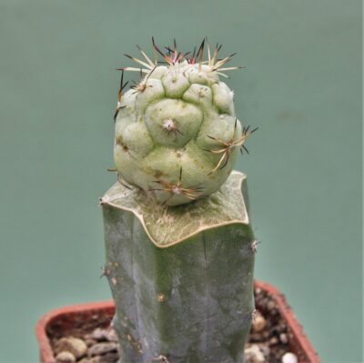 ortegocactus-macdougallii-6