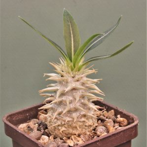 pachypodium-eburneum-shiny-leaf.-madagascar-2