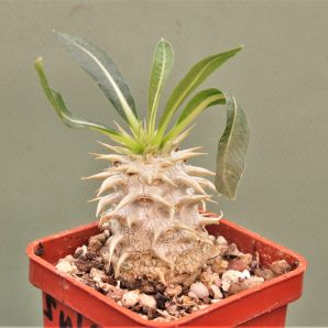 pachypodium-eburneum-shiny-leaf.-madagascar-3