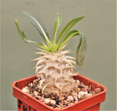 pachypodium-eburneum-shiny-leaf.-madagascar-3