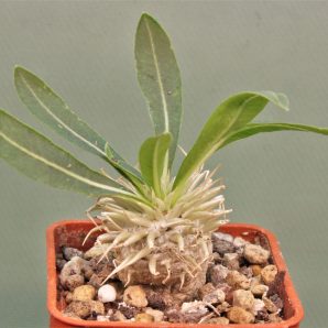 pachypodium-enigmaticum-new-species-mandoto-madagascar-1. Новинка