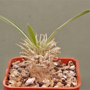 pachypodium-enigmaticum-new-species-mandoto-madagascar-2. Новинка
