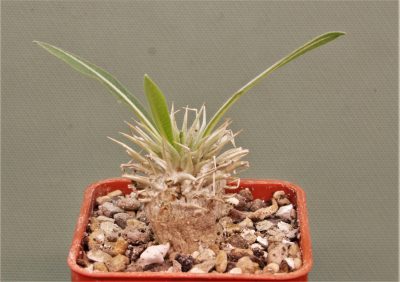 pachypodium-enigmaticum-new-species-mandoto-madagascar-2. Новинка