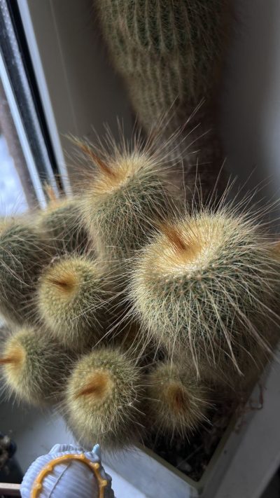 notocactus leninghausii