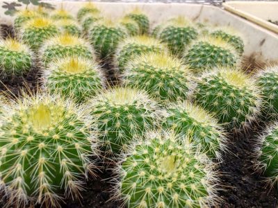 Notocactus leninghausii - Зображення 2