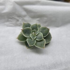 Echeveria Wild Savannah