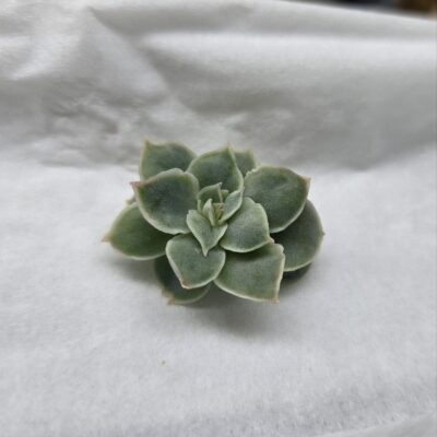 Echeveria Wild Savannah