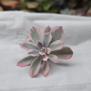 Echeveria Secunda var.
