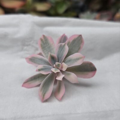 Echeveria Secunda var.
