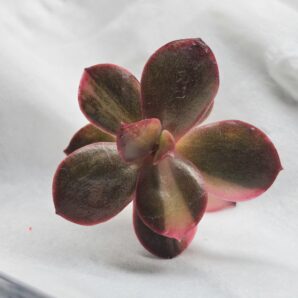 Echeveria Primadonna var.