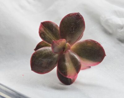 Echeveria Primadonna var.