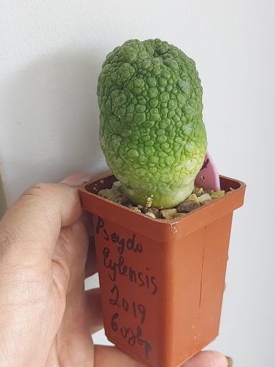PSEUDOLITHOS eylensis № 1 - Зображення 2