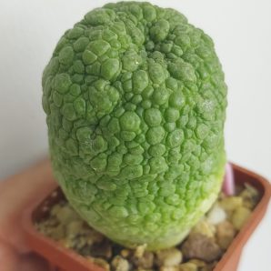 PSEUDOLITHOS eylensis № 1