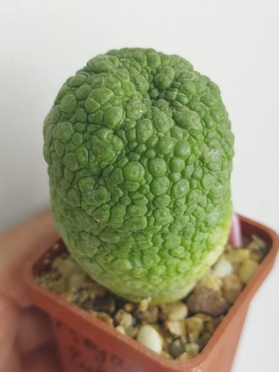 PSEUDOLITHOS eylensis № 1