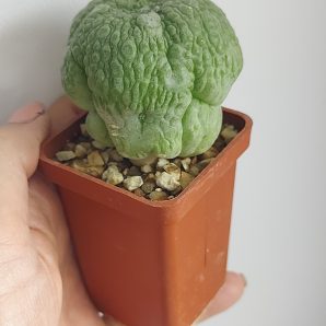 PSEUDOLITHOS eylensis №2