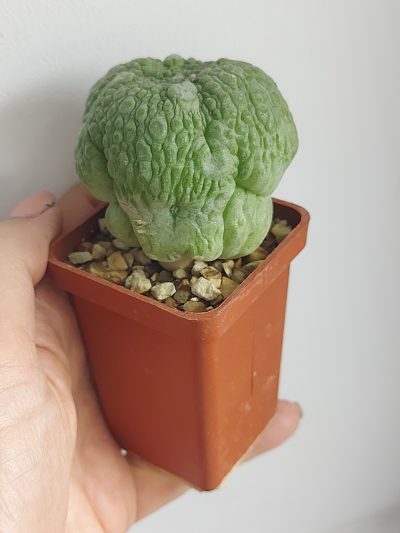 PSEUDOLITHOS eylensis №2