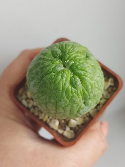 PSEUDOLITHOS eylensis №3 - Зображення 2