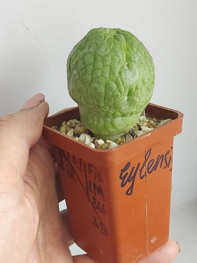 PSEUDOLITHOS eylensis №3