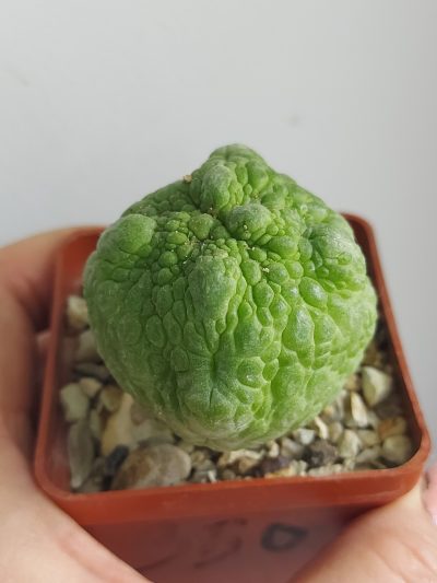 PSEUDOLITHOS eylensis №4 - Зображення 2
