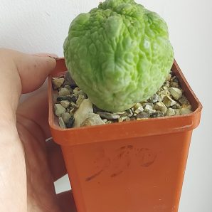 PSEUDOLITHOS eylensis №4