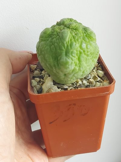 PSEUDOLITHOS eylensis №4