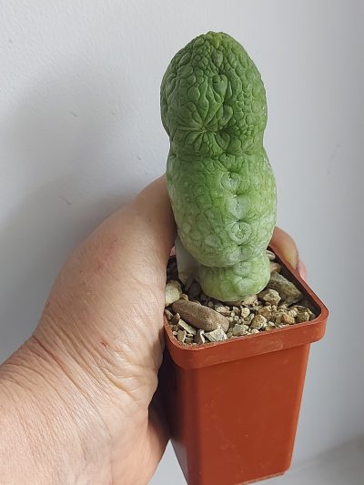 PSEUDOLITHOS migiurtinus = spaericus = eylensis - Зображення 2