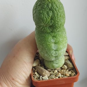 PSEUDOLITHOS migiurtinus = spaericus = eylensis
